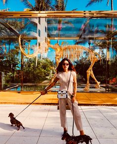 a woman is walking two dogs in front of a dinosaur skeleton and glass display case