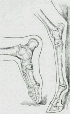 Horse Bones, Leg Bones, Cat Anatomy, A Level Art Sketchbook, Horse Therapy