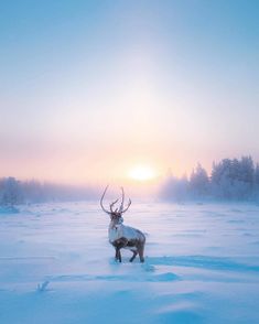 an animal standing in the middle of a snow covered field with trees and sun behind it