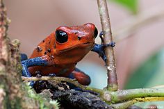 a red and blue frog sitting on top of a tree branch