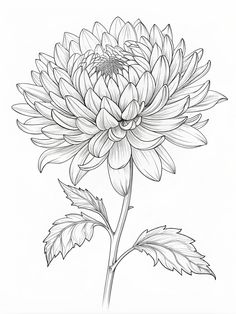 Coloring books of fruits and vegetables and outfits. These are published on Amazon as part of my coloring book series for kids and adults (check out the other coloring books I also have). May my books bring you a good mood. Chrysanthemum Outline, Crysanthemum Flower, Baroque Tattoo, Doodle Art Flowers, Colored Pencil Artwork, Detailed Coloring Pages