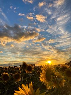 the sun is setting over a field of sunflowers