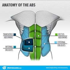 the anatomy of the abdomen with labels on each side and an image of the ribs