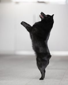 a black cat standing on its hind legs