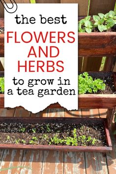 the best flowers and herbs to grow in a tea garden with text overlay that reads, the best flowers and herbs to grow in a tea garden