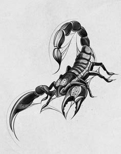 an ink drawing of a scorpion on white paper