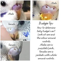 four different pictures of a bird with its beak open and the words buggie tip on it