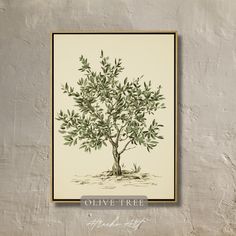 an olive tree with green leaves is shown on a white wall above the words olive tree