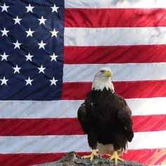 an eagle sitting on top of a rock with the american flag in the back ground