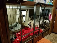 a small white dog sitting on top of a red blanket in a black metal cage