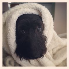 a black dog wrapped in a white blanket