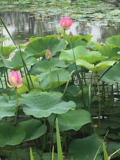 pink water lilies blooming in the pond