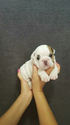 a person holding a small white and brown puppy