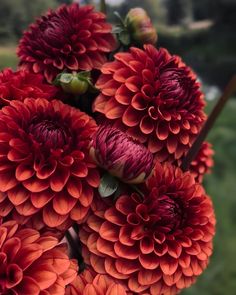 a bunch of red flowers with green leaves on the top and one flower in the middle