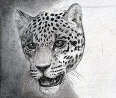 a pencil drawing of a leopard's face