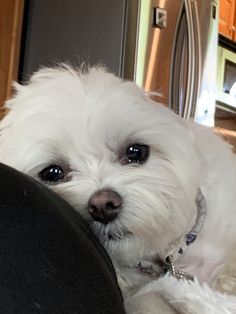 a small white dog laying on top of a chair