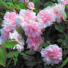 pink and white flowers blooming in the garden