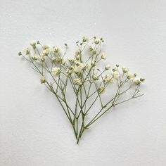 small white flowers are arranged on the wall