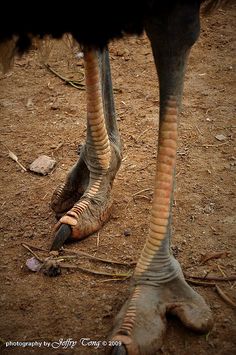 an ostrich's legs and feet are shown in this image