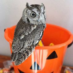 an owl figurine sitting on top of a halloween pumpkin bucket filled with candy