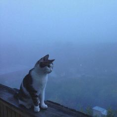 a cat sitting on top of a wooden roof