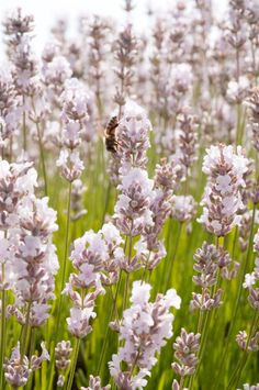 lavender flowers with a bee in the middle