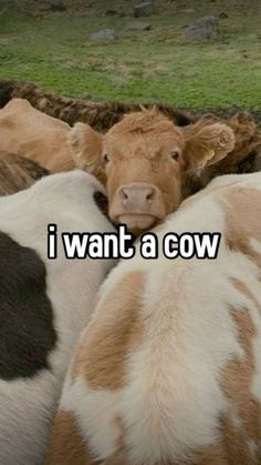 some cows that are laying down together in the grass and one is saying i want a cow