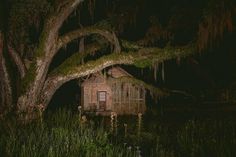 a tree with moss growing on it next to a small cabin in the woods at night