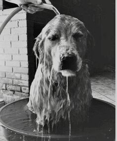 black and white photograph of a dog taking a bath in a tub with water coming out of it