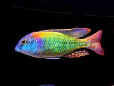 a colorful fish swimming in an aquarium