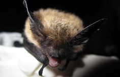 a close up of a bat with its mouth open