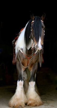 a brown and white horse standing on top of a cement floor next to a black background