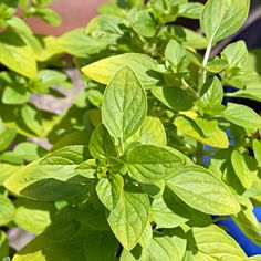 some green leaves are growing in a blue pot