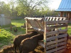 two sheep standing next to each other in the grass near a fence and chicken coop