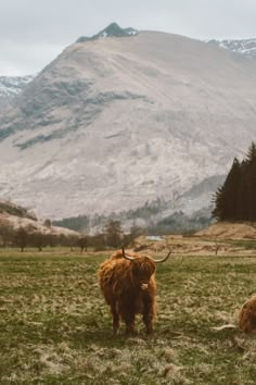 a brown animal standing on top of a lush green field next to a tall mountain