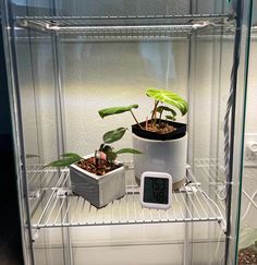 there is a potted plant on the shelf next to an alarm clock in the glass case