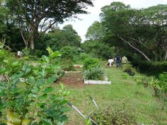 several people are working in the garden with trees and shrubs behind them, while another person is tending to plants