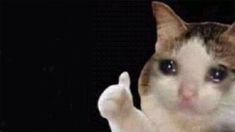 a white and brown cat with one paw raised in the air, looking at the camera