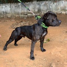 a black dog standing on top of a dirt field next to a person's hand