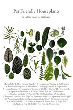 the pet friendly houseplants poster is shown in green and brown colors, including leaves