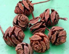 several pieces of dried pine cones on a green surface