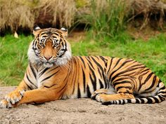 a tiger laying down on top of a rock