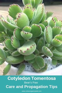 a close up of a plant with text overlay that reads, cotyledon tomentosa care and propagation tips