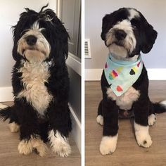 two pictures of a black and white dog with a bandana around its neck sitting on the floor