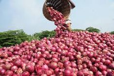 a large pile of onions being loaded onto a truck