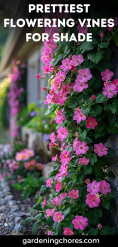 pink flowers growing on the side of a house with text overlay reading prettiest flowering vines for shade