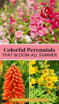 colorful flowers that bloom all summer with text overlay reading colorful perennials that bloom all summer