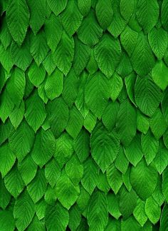 green leaves are arranged in the shape of a wall