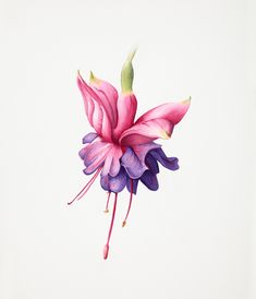 a pink and purple flower on a white background