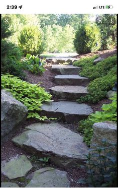 a stone path surrounded by green plants and rocks